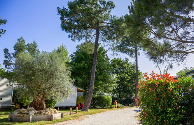 Domaine la Résinière 16 - Hourtin